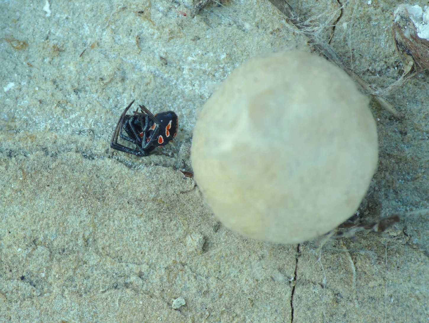 Latrodectus nel Lazio